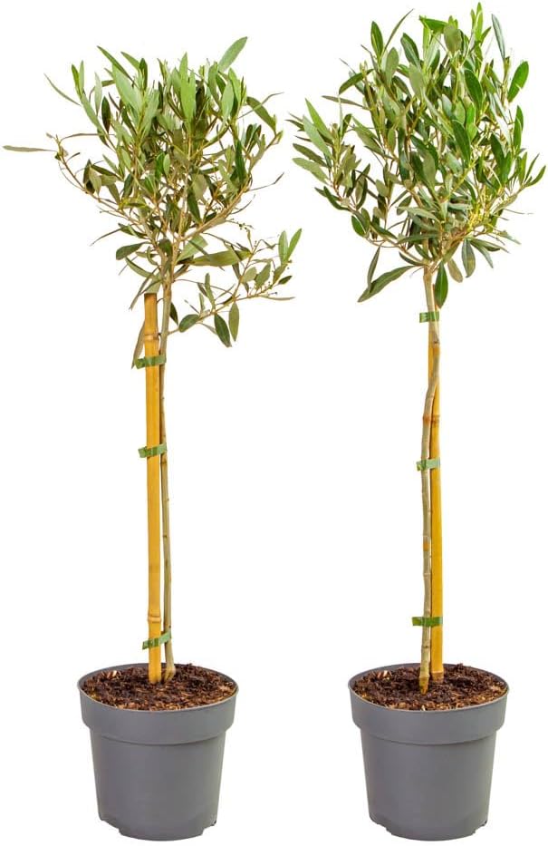 Olive Trees Pair of Hardy Standard Olive Trees 80cm Tall in 18cm Pots - Potted Trees for Gardens - Supplied as 2 x Established Potted Trees for Patios in 18cm Nursery Pots Ready to Plant Out