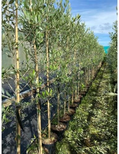 Organic Olive Garden - Large Olea Europaea Olive Tree 5-6ft Tall Supplied in a 7.5 Litre Pot by DirectPlants™