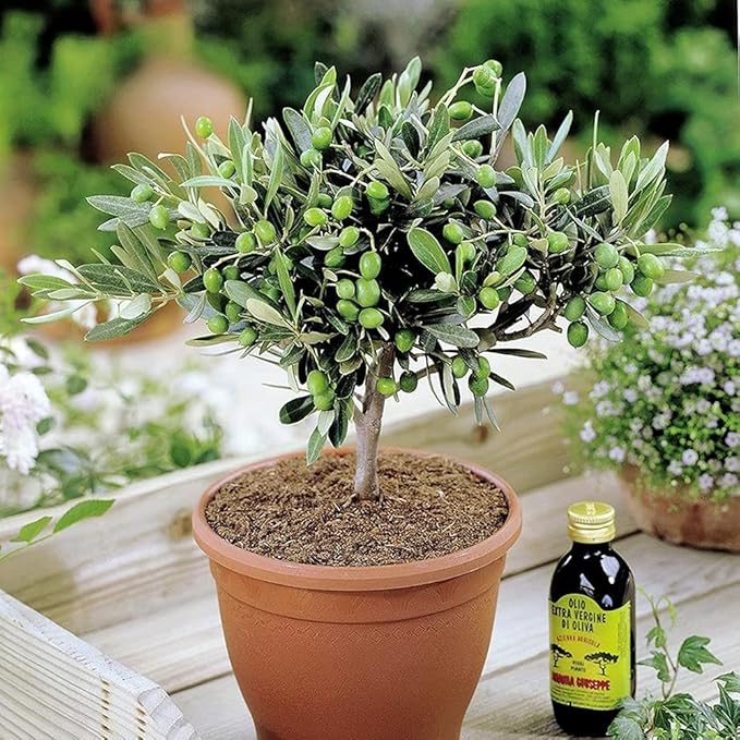 Organic Olive Garden - 1 X 'Olea Europea' Common Olive Tree Evergreen Growing Food Hardy Plant in Pot