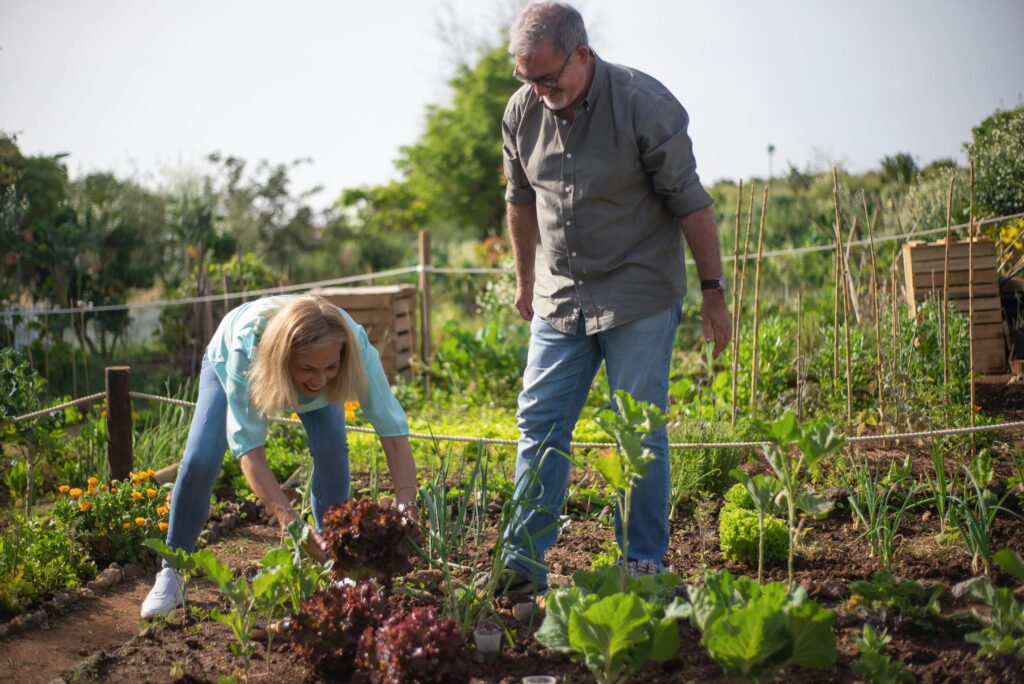 Couple harvesting lettuce they made the organic garden