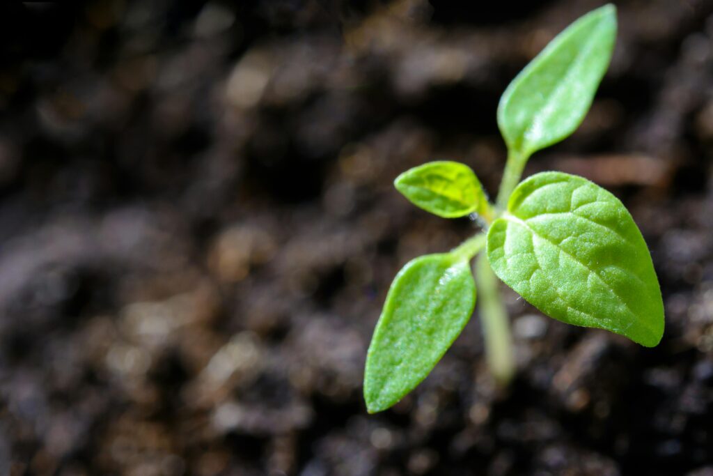 Plant with soil, representative of organic garden