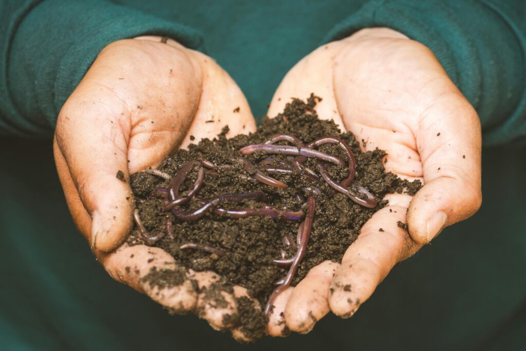 Sustainable Gardening Practices Soil Management and Composting